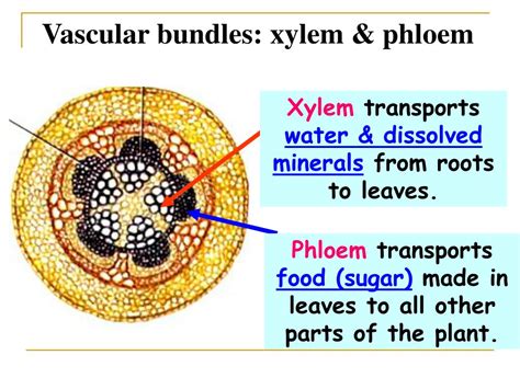 Ppt State The Functions Of Xylem And Phloem Powerpoint