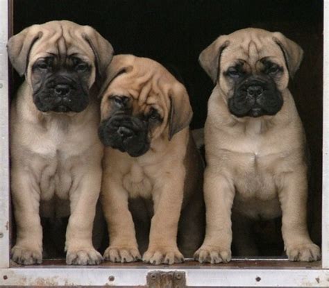 47 Best Images About Bullmastiff On Pinterest Bull Mastiff Dogs