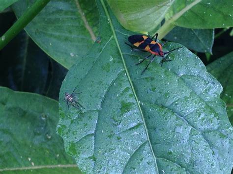 Black N Orange Bug Plant Leaves Nature Leaves