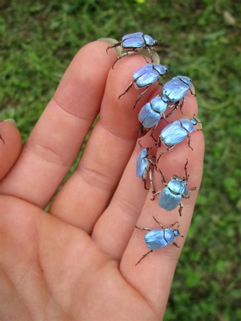 Australian Beetles The Insect World Beautiful Bugs Animals