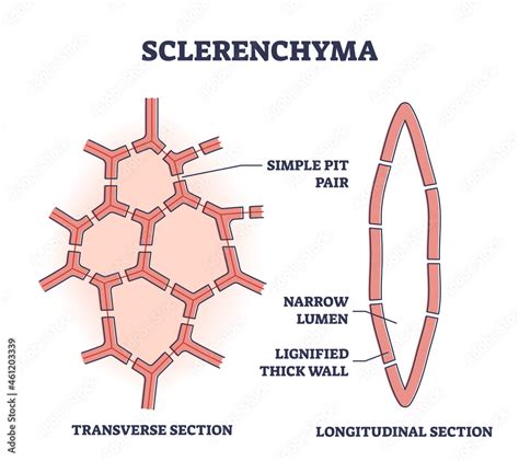 Sclerenchyma As Ground Or Fundamental Plant Tissue Type Outline Diagram
