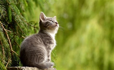 What Are The Five Most Popular Cat Breeds Pethelpful