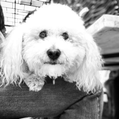 phoenix craigslist phoenix az pets - Chantal Wren