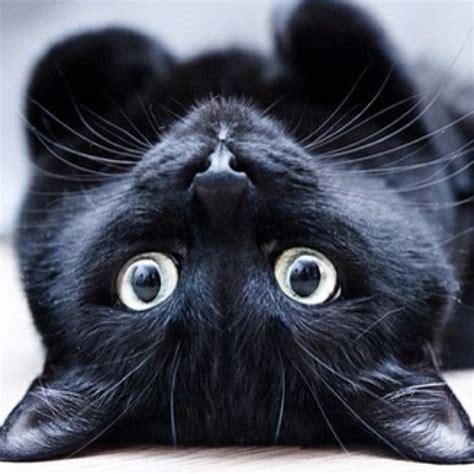 Funny Cats Beautiful Black Cat Cats Pretty Cats Cute Cats