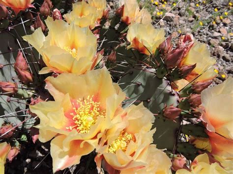 2015 Prickly Pear Blooms At Big Bend Ranch State Park In West Texas