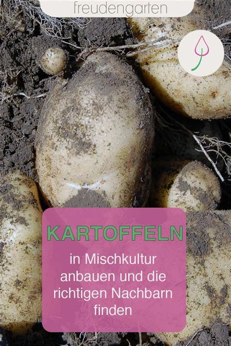 Gute nachbarn / schlechte nachbarn im garten gemüse gute nachbarn schlechte nachbarn artischoke fenchel sellerie, zwiebeln, knoblauch aubergine Mischkultur: Gute und schlechte Nachbarn für Kartoffeln ...