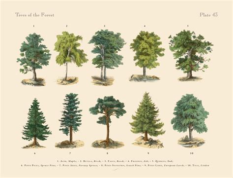 Check spelling or type a new query. The Right Tree, in the Right Place - Caring For Trees ...