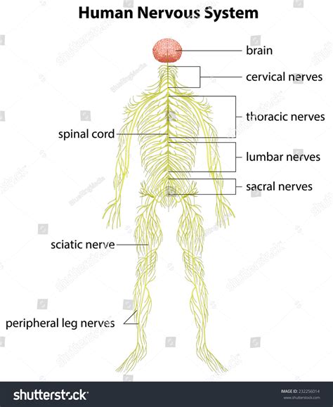 Parts Of A Nervous System