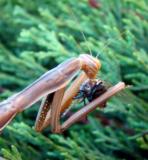 Taxonomía Arthropoda Clase Insecta Orden Mantodea
