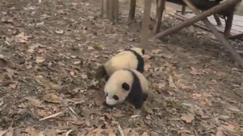 大熊猫成实的成长日记，小时候的样子太萌了凤凰网视频凤凰网