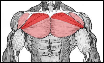 The dominant muscle in the upper chest is the pectoralis major. Chest muscle group with upper chest highlighted here ...