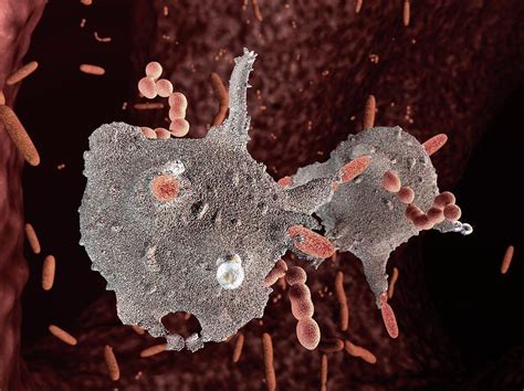 Macrophages Attacking Bacteria Photograph By Hipersynteza Pixels