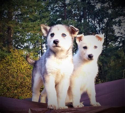 Alaskan Husky Puppies For Sale Molalla Or 284922
