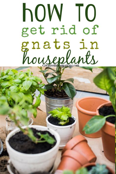 My Favorite Tips For Getting Rid Of Gnats In Houseplants Some Of My