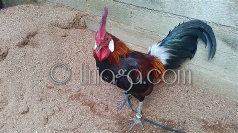 Dijual ayam hutan asli untuk pikat, terbukti jitu, pikat ayam hutan jitu mau dijual mana tau ada yang minat, ok gan ini adalah. Ayam Hutan Untuk Dijual 2017 - Uniaga Aviary™