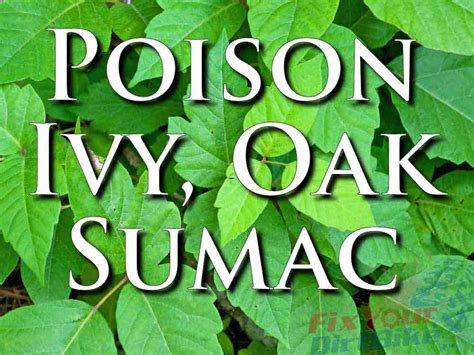 Treatment For Poison Ivy Oak And Sumac First Aid Fix Your Dirt Bike