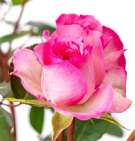 Kletterrose Mini Eden Rose Rosa Mini Eden Rose Günstig Kaufen
