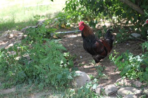 Barnevelder chickens were created around the town of barnevelder which lies east of utrecht in the netherlands around 1913. One of our barnevelder roosters. Visit www.jkoefarms.com ...