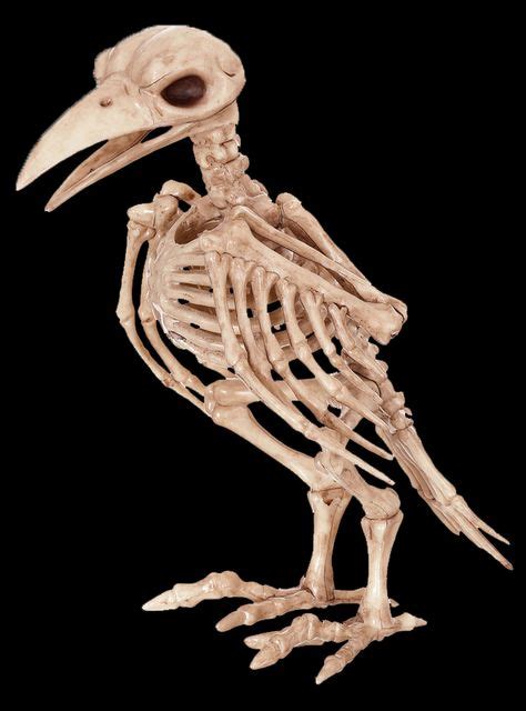Skeleton Raven Amazing Skeleton Is Made Of Heavy Injection Plastic