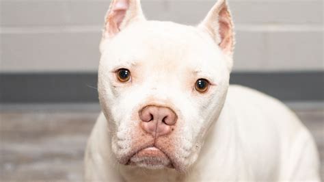 Albino Pitbulls Red Nose Puppies Health Characteristics