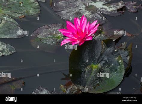 Red Water Lily In Small Pond Near Dhamrai Dhala Bangladesh Stock