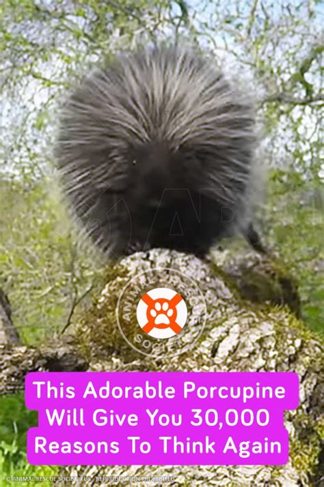 This Adorable Porcupine Will Give You 30000 Reasons To Think Again