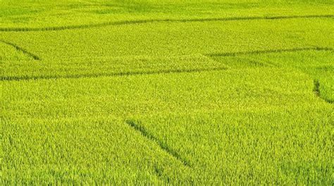 Chinese Owned Rice Farm Helps Farmers In Rural Uganda To Boost Incomes