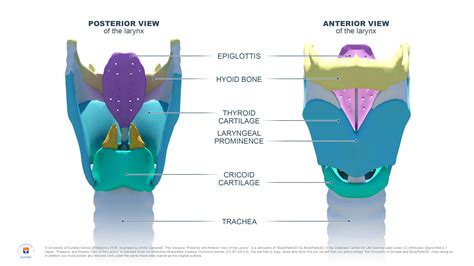 Anatomy Of The Larynx Anterior View Slideshare
