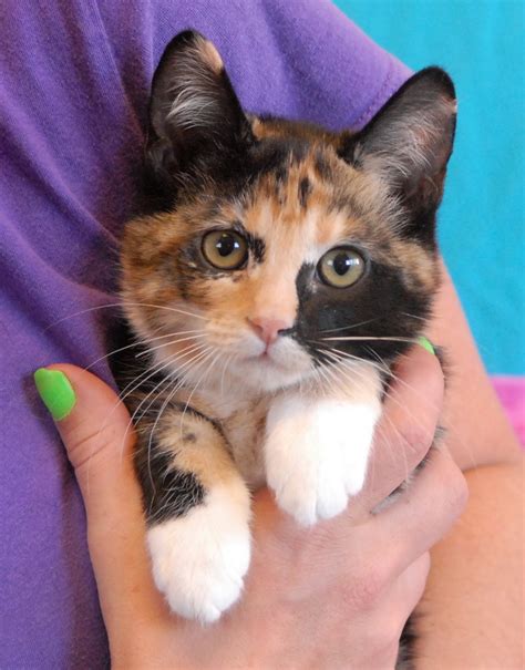 View all cats & kittens for adoption and sort by closest to you so you can find the perfect kitty quickly. 6 adorable kittens now ready for adoption!