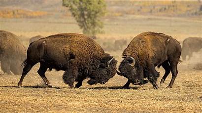 Bison Fighting Bisons Wallpapers American Yellowstone Buffaloes
