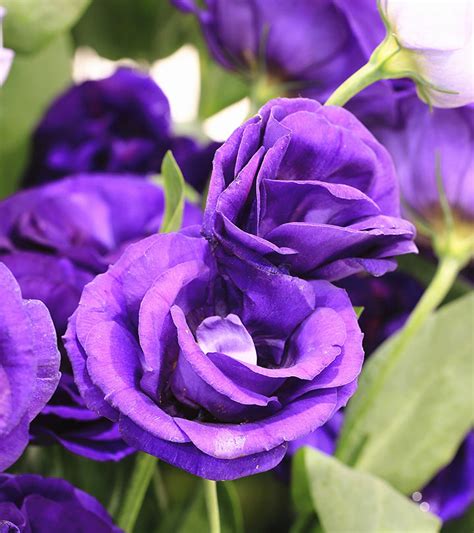 Top 10 Most Beautiful Purple Roses