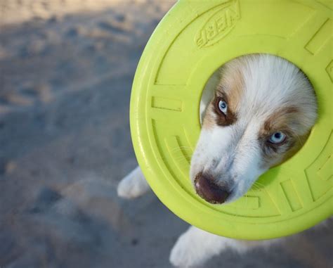 Whether you have just gotten your new puppy or are thinking of getting one, these quick tips will help you give your pup the best care possible! Give a New Puppy Care Package (NOT a puppy!) - Suburbia ...