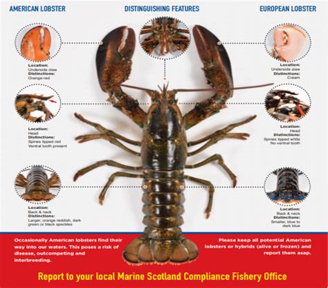 Marine Retain And Report American Lobster Marine