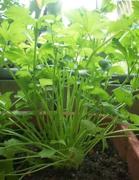 Cara menanam daun bawang yang dapat dilakukan untuk melakukan pembudidayaan adalah: Semua Menjadi: Tips Penanaman Pokok Daun Sup/Saderi Cina