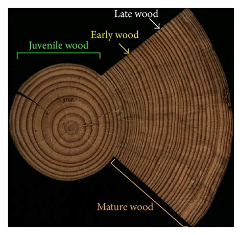 The Transcriptomics Of Secondary Growth And Wood Formation In Conifers