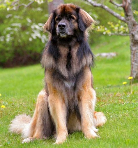 Top 20 Cutest Dog Breeds Around The World Leonberger Dog Large Dog
