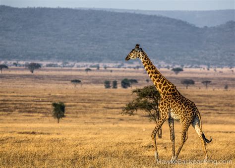 Serengeti Giraffes