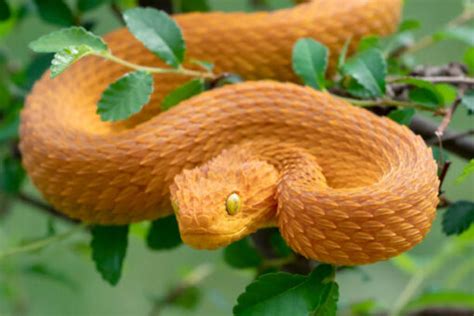 Baby Yellow Orange Squamigera Bush Vipers For Sale Reptiles For Sale