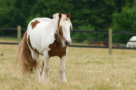 Cob Horse Ehorses Magazine