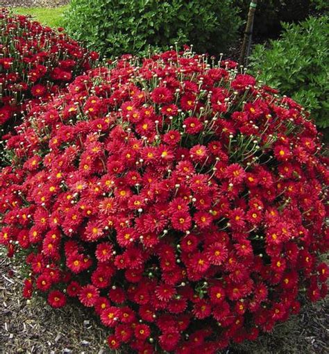 hardy mum chrysanthemum mammoth™ red daisy from growing colors