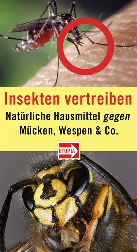 Das ist jedoch weder schonend noch sinnvoll. Insekten vertreiben mit natürlichen Hausmitteln. Mücken ...
