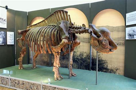 Показаны 13 файлов из 13, находящихся в. Mundo Pré-Histórico: Elasmotério, o grande unicórnio