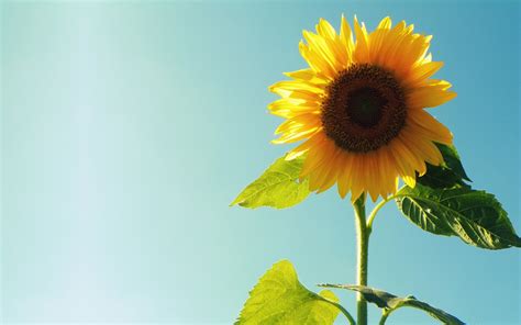 Free Download Sunflower Full Hd Desktop Wallpapers 1080p 1600x1000