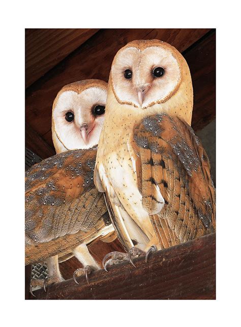Barn Owls Nesting Photograph By Sheila Chambers Pixels