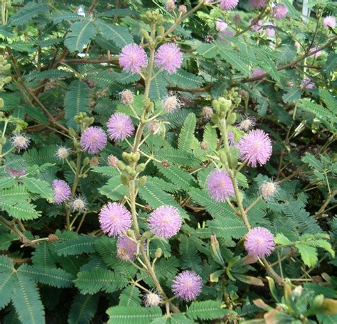 Mimosa Plant Mimosa Pudica How It Moves Its Leaves Hubpages