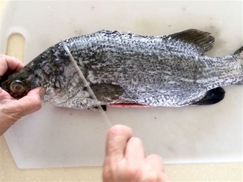 6 Simple Steps to Scale and Clean Fish Like A Pro ...