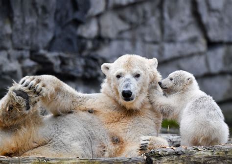 Most litters are two or three. Alaska Man Charged With Illegal Killing Of A Polar Bear ...