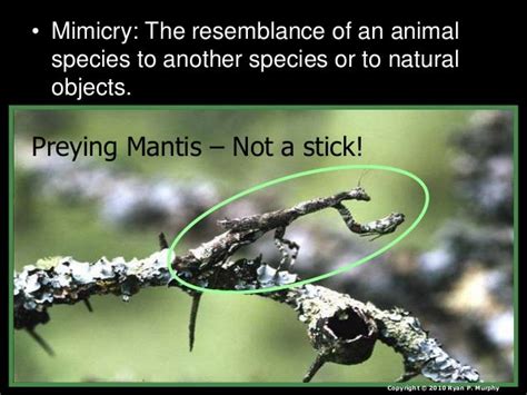 Mimicry Lesson Powerpoint Animals Environment