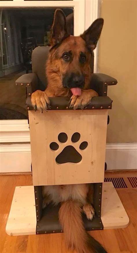 IMG_2550 | Bailey chair for dogs, Bailey chairs, Canine