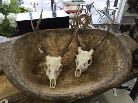 Sika Deer Antlers Available Reckage At Home Deer Antlers Deer Moose Art